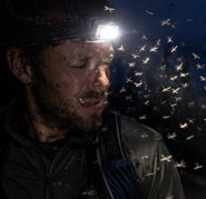 The problem with headlamps attracting insects